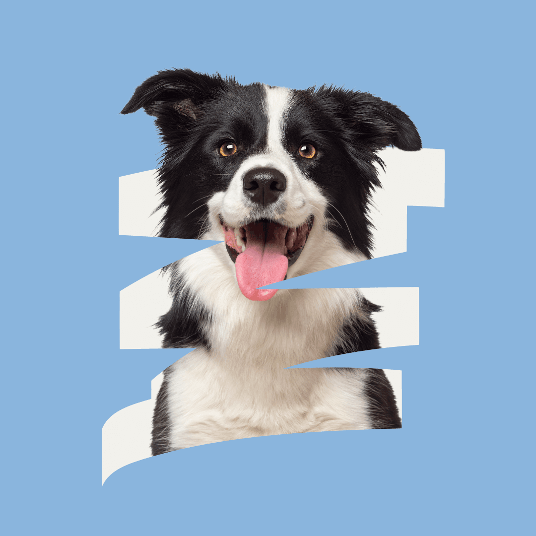 Left Dog highlight Scratch